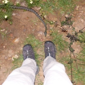 Morelia spilota spilota at Black Range, NSW - 15 Apr 2020