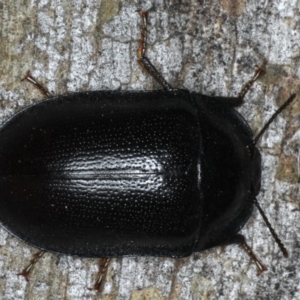 Pterohelaeus striatopunctatus at Ainslie, ACT - 6 Apr 2020