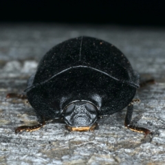 Pterohelaeus striatopunctatus at Ainslie, ACT - 6 Apr 2020