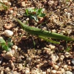 Acrida conica (Giant green slantface) at Molonglo Valley, ACT - 15 Apr 2020 by AndyRussell