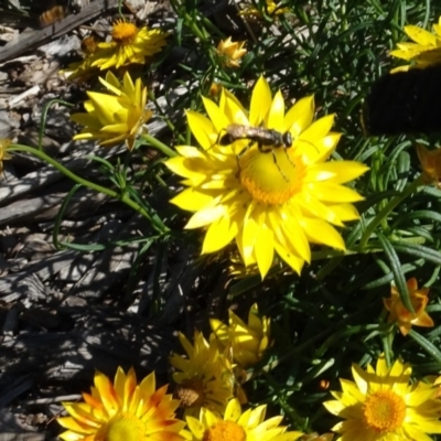 Isodontia sp. (genus) (Unidentified Grass-carrying wasp) at Molonglo Valley, ACT - 15 Apr 2020 by AndyRussell