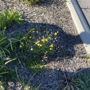 Senecio madagascariensis at Lyneham, ACT - 15 Apr 2020