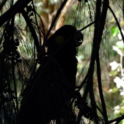 Zanda funerea (Yellow-tailed Black-Cockatoo) at Evatt, ACT - 16 Apr 2020 by Kurt