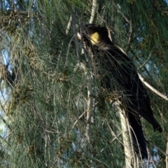 Zanda funerea at Evatt, ACT - 16 Apr 2020 03:30 PM