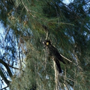 Zanda funerea at Evatt, ACT - 16 Apr 2020 03:30 PM