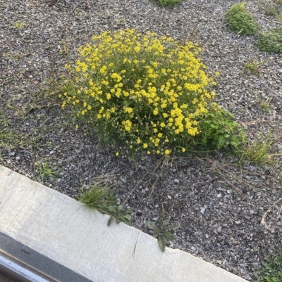 Senecio madagascariensis (Madagascan Fireweed, Fireweed) at Sullivans Creek, Lyneham North - 15 Apr 2020 by justinsmith