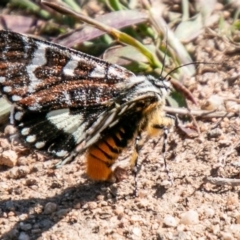 Apina callisto (Pasture Day Moth) at Chapman, ACT - 15 Apr 2020 by SWishart