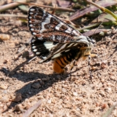 Apina callisto at Chapman, ACT - 15 Apr 2020 01:46 PM