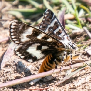 Apina callisto at Chapman, ACT - 15 Apr 2020 01:46 PM