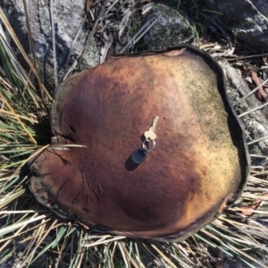 Phlebopus marginatus at Tuggeranong DC, ACT - 15 Apr 2020