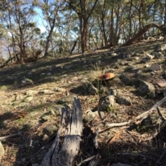 Phlebopus marginatus at Tuggeranong DC, ACT - 15 Apr 2020