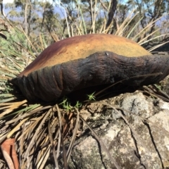 Phlebopus marginatus at Tuggeranong DC, ACT - 15 Apr 2020