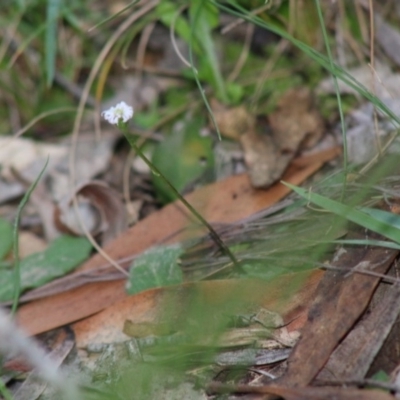 Lagenophora gracilis (Slender Lagenophora) at Mongarlowe River - 15 Apr 2020 by LisaH