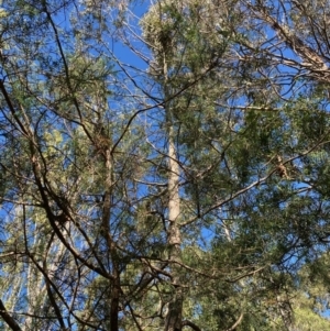 Cupressus sp. at Mongarlowe, NSW - 15 Apr 2020