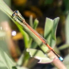 Ischnura aurora (Aurora Bluetail) at Cooleman Ridge - 15 Apr 2020 by SWishart