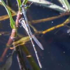 Austrolestes leda (Wandering Ringtail) at Stromlo, ACT - 15 Apr 2020 by SWishart