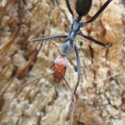 Leptomyrmex erythrocephalus (Spider ant) at Coree, ACT - 16 Apr 2020 by Christine