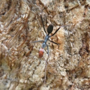 Leptomyrmex erythrocephalus at Coree, ACT - 16 Apr 2020