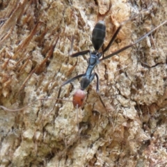 Leptomyrmex erythrocephalus at Coree, ACT - 16 Apr 2020 11:06 AM