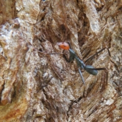 Leptomyrmex erythrocephalus at Coree, ACT - 16 Apr 2020 11:06 AM