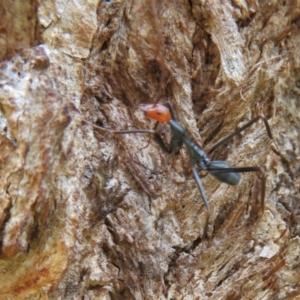 Leptomyrmex erythrocephalus at Coree, ACT - 16 Apr 2020 11:06 AM