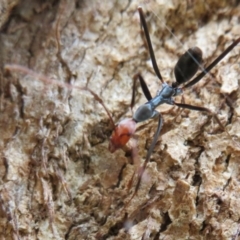 Leptomyrmex erythrocephalus at Coree, ACT - 16 Apr 2020 11:06 AM