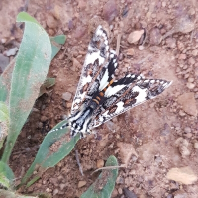 Apina callisto (Pasture Day Moth) at Watson, ACT - 16 Apr 2020 by MAX