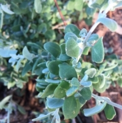 Einadia hastata (Berry Saltbush) at Hughes Grassy Woodland - 16 Apr 2020 by KL