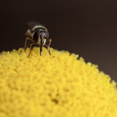 Melangyna sp. (genus) (Hover Fly) at Murrumbateman, NSW - 16 Apr 2020 by SallyandPeter