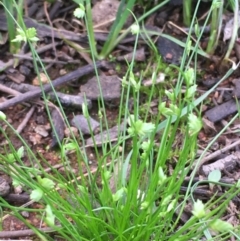 Isolepis levynsiana (Tiny Flat-sedge) at Majura, ACT - 9 Apr 2020 by JaneR