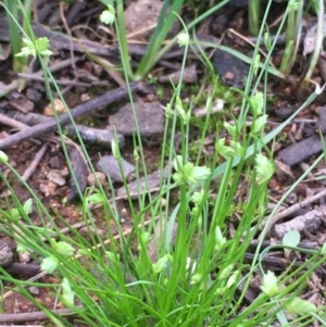Isolepis levynsiana at Majura, ACT - 9 Apr 2020