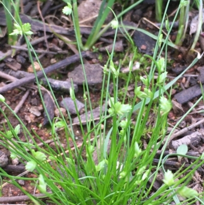 Isolepis levynsiana (Tiny Flat-sedge) at Majura, ACT - 9 Apr 2020 by JaneR