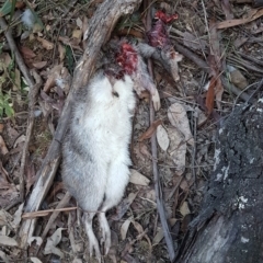 Perameles nasuta (Long-nosed Bandicoot) at Penrose - 1 Sep 2019 by Aussiegall