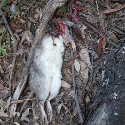 Perameles nasuta (Long-nosed Bandicoot) at Penrose, NSW - 1 Sep 2019 by Aussiegall