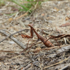 Pseudomantis albofimbriata (False garden mantis) at Kambah, ACT - 9 Apr 2020 by MatthewFrawley