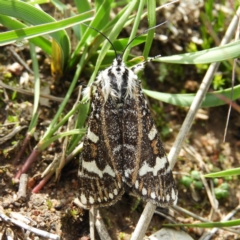 Apina callisto (Pasture Day Moth) at Mount Taylor - 14 Apr 2020 by MatthewFrawley