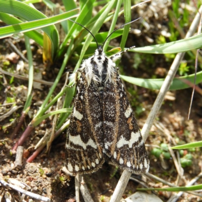 Apina callisto (Pasture Day Moth) at Kambah, ACT - 14 Apr 2020 by MatthewFrawley