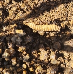 Diplopoda sp. (class) (Unidentified millipede) at Molonglo River Reserve - 11 Apr 2020 by AaronClausen