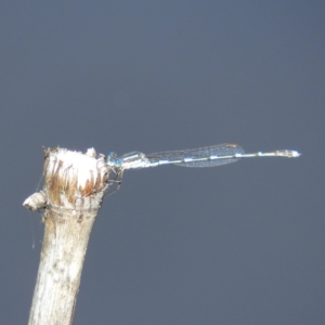 Austrolestes leda at Chifley, ACT - 14 Apr 2020