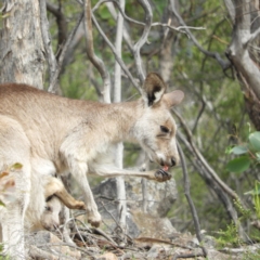 Macropus giganteus (Eastern Grey Kangaroo) at Chifley, ACT - 14 Apr 2020 by MatthewFrawley