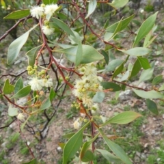 Acacia penninervis var. penninervis (Hickory Wattle) at Chifley, ACT - 14 Apr 2020 by MatthewFrawley