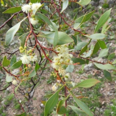 Acacia penninervis var. penninervis (Hickory Wattle) at Chifley, ACT - 14 Apr 2020 by MatthewFrawley