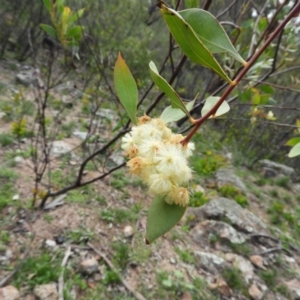 Acacia penninervis var. penninervis at Chifley, ACT - 14 Apr 2020 12:03 PM