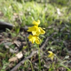 Goodenia pinnatifida (Scrambled Eggs) at Red Hill Nature Reserve - 16 Apr 2020 by JackyF