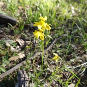 Goodenia pinnatifida at Red Hill, ACT - 16 Apr 2020