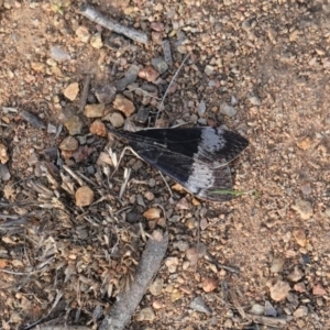 Uresiphita ornithopteralis at Hughes, ACT - 16 Apr 2020