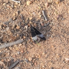 Uresiphita ornithopteralis at Hughes, ACT - 16 Apr 2020