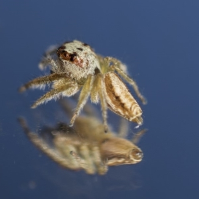 Opisthoncus sp. (genus) (Unidentified Opisthoncus jumping spider) at Hawker, ACT - 12 Apr 2020 by AlisonMilton