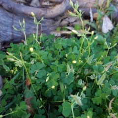 Oxalis thompsoniae (Fluffy-fruit Wood-sorrel) at Hughes Grassy Woodland - 16 Apr 2020 by JackyF