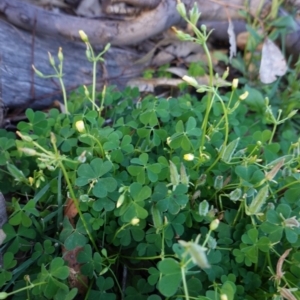 Oxalis thompsoniae at Hughes, ACT - 16 Apr 2020